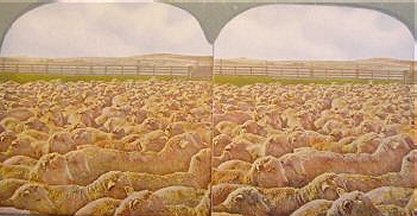 Prairie Sheep