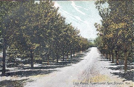 Avenue to the Experimental Farm 1909