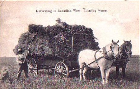 Harvesting in the Canadian West ~ Loading Wheat