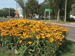 First Street Median Flowers - Park Ave. Route to Industrial Park