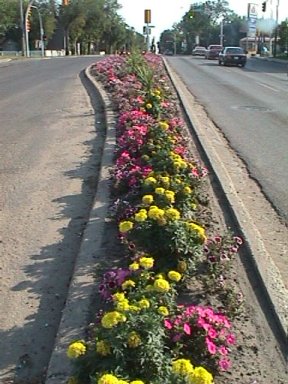 First Street Median Flowers