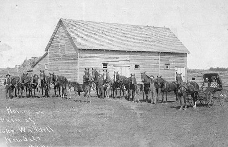 Horses on the John Waddell Farm